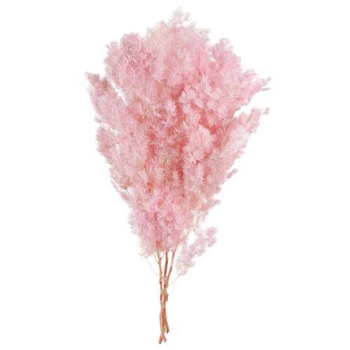 Artikel Federspargel Trockendeko Asparagus Rosa 55-70cm 100g