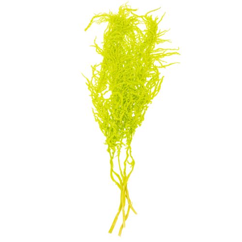 Artikel Fuchsschwanz Trockenblumen gefärbt für besondere Wohnraum Deko und einzigartige Akzente 100cm 5St
