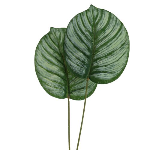 Floristik24 Calathea Künstlich Korbmarante Kunstpflanzen Grün 51cm