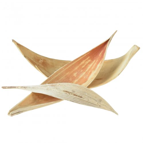 Kokosschalen Kokosblätter gebleicht 22-42cm 25 St