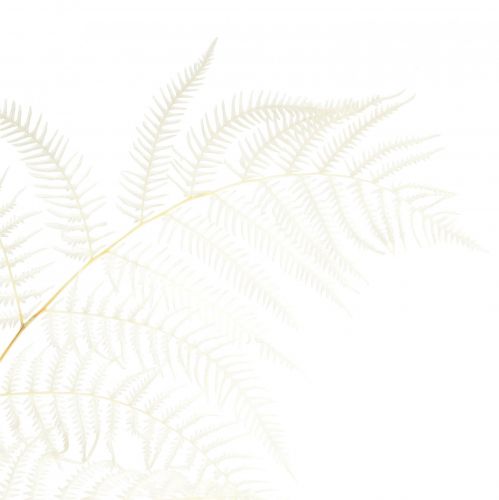 Artikel Getrockneter Farn Deko gebleicht Brackenfarn H75cm 10 St