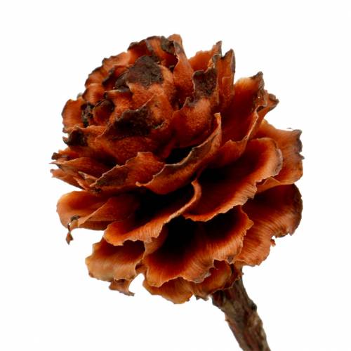 Artikel Glabrum Leucospermum Getrocknete Blüten 25-40cm 25 St