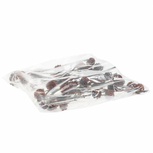 Artikel Glabrum Leucospermum Getrocknete Blüten 25-40cm 25 St