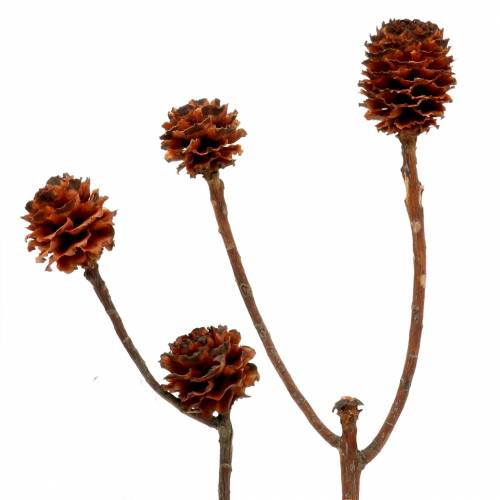 Artikel Glabrum Leucospermum Getrocknete Blüten 25-40cm 25 St