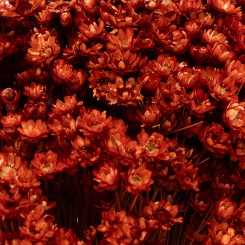 Artikel Trockenblumenstrauß charmante Beigabe für Vasen oder Gestecke 44cm