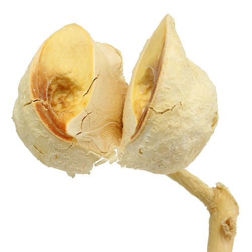 Artikel Hakea mittel 5-9 Köpfe pro Zweig gebleicht 25 St