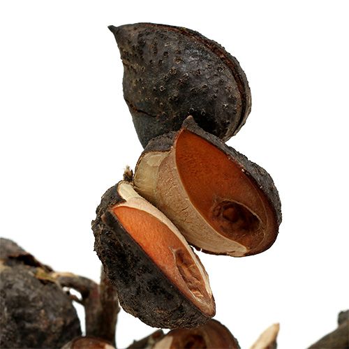 Artikel Hakea mittel Natur 5-9 Köpfe pro Zweig 20 St