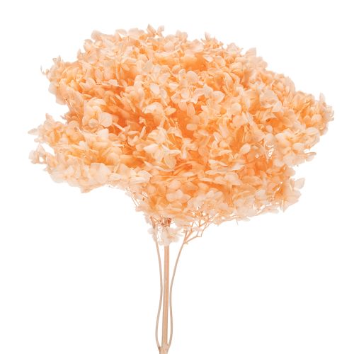 Hortensie Große Trockenblume gefärbt für elegante Floristik Dekorationen zuhause 65cm kaufen | Floristik24.de