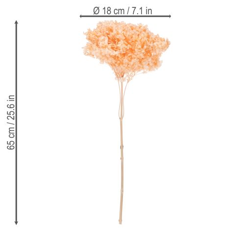 Artikel Hortensie Große Trockenblume gefärbt für elegante Floristik Dekorationen zuhause 65cm