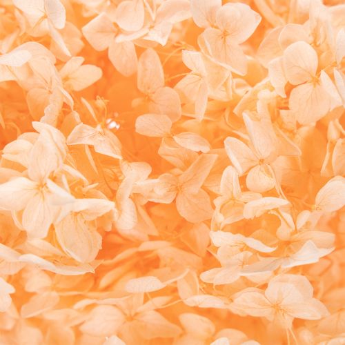 Artikel Hortensie Große Trockenblume gefärbt für elegante Floristik Dekorationen zuhause 65cm