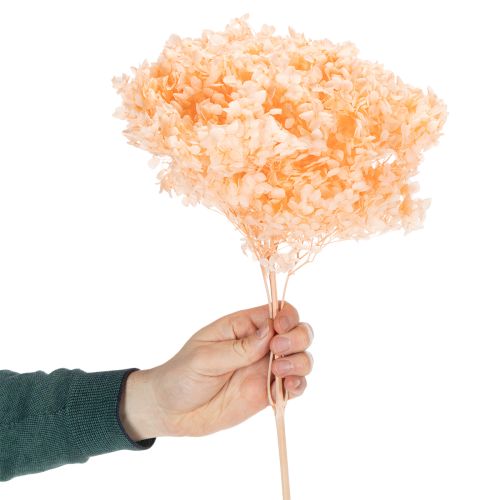 Hortensie Große Trockenblume gefärbt für elegante Floristik Dekorationen zuhause 65cm | Floristik24.de