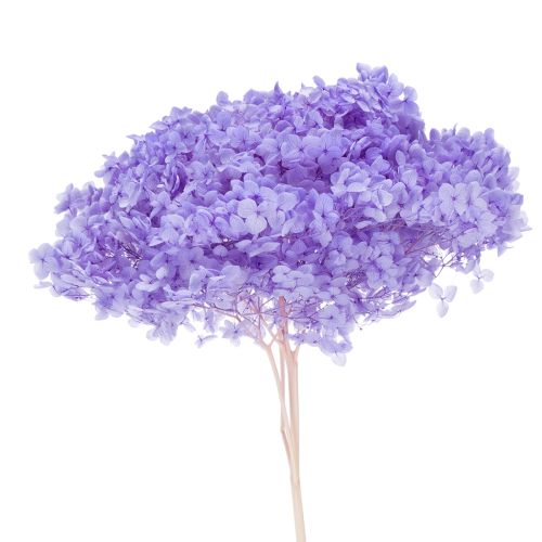 Trockenblume Hortensie zur eleganten Raumgestaltung und Dekoration 80cm kaufen | Floristik24.de