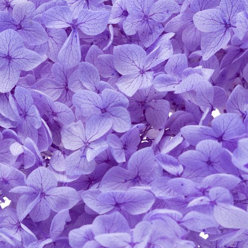 Artikel Trockenblume Hortensie zur eleganten Raumgestaltung und Dekoration 80cm