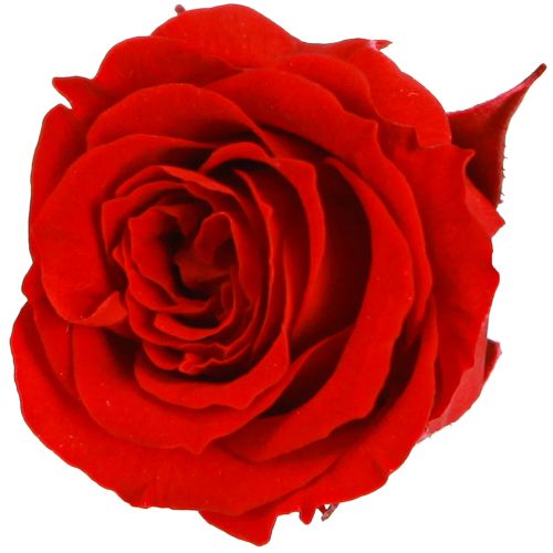 Artikel Infinity Rosen Echte Blüten Mini Rosenköpfe Rot Ø3cm 16 St