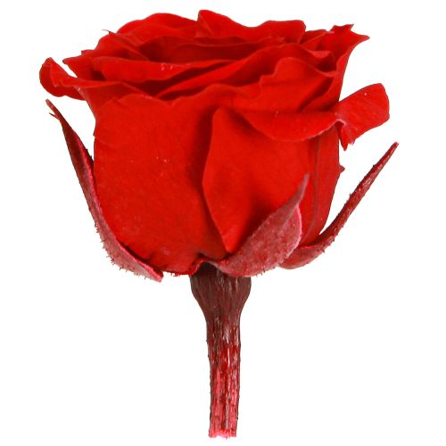 Artikel Infinity Rosen Echte Blüten Mini Rosenköpfe Rot Ø3cm 16 St