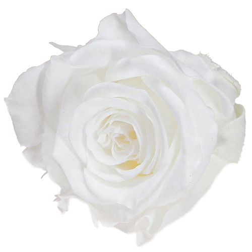 Floristik24 Infinity Rosen Echte Rosenköpfe Mini Rosen Weiß Ø3cm 16 St