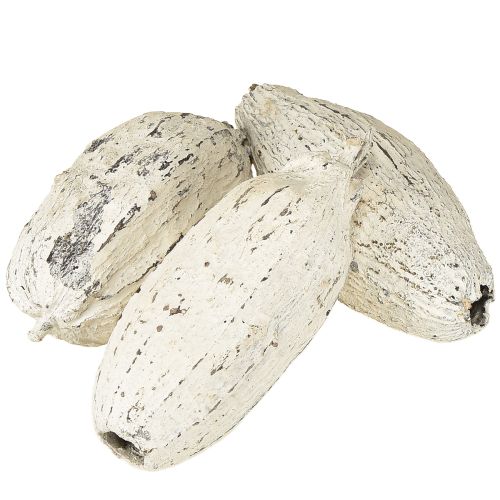 Floristik24 Kakaofrüchte weißgewaschen 15 St