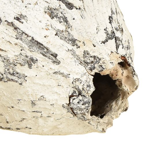 Artikel Kakaofrüchte weißgewaschen 15 St