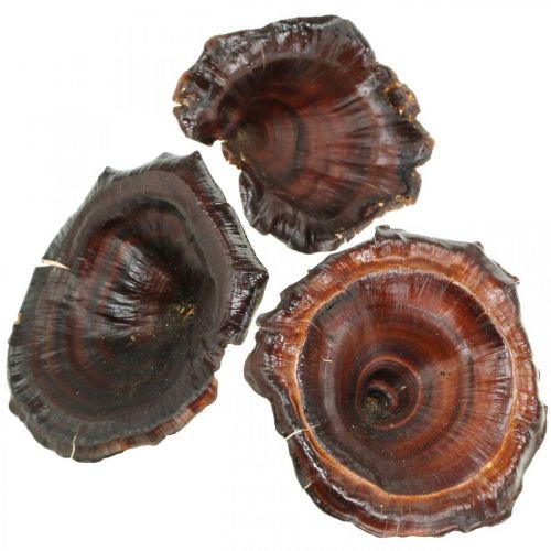 Artikel Kalix Pilz Natur lackiert Trockenpilze Deko Groß 50 St