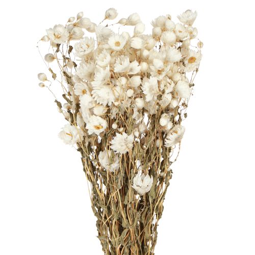 Artikel Kamille Trockenblumen Deko Blumen Weiß Bund 65cm 50g