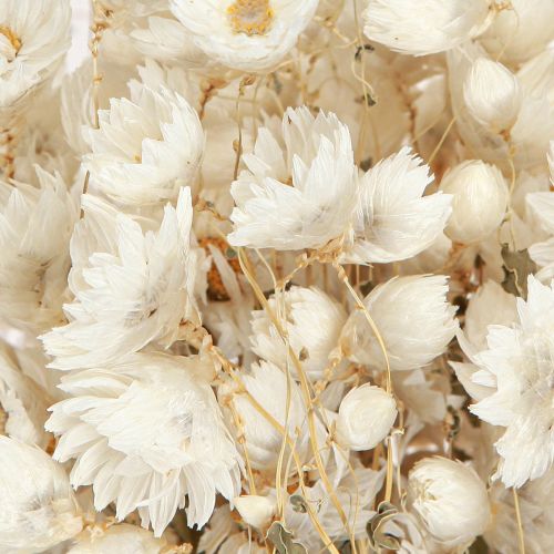 Artikel Kamille Trockenblumen Deko Blumen Weiß Bund 65cm 50g