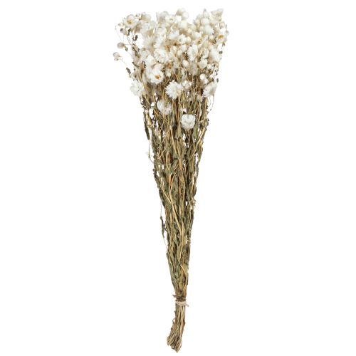 Artikel Kamille Trockenblumen Deko Blumen Weiß Bund 65cm 50g