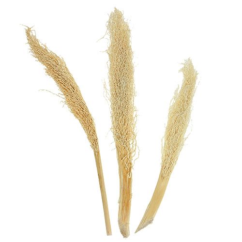 Artikel Khejur Date gebleicht 50 St.