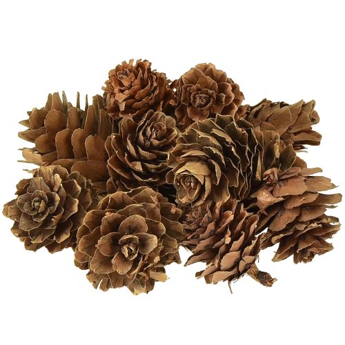 Kiefernzapfen Natur Kleine Zapfen Deko im Netz 2,5-3,5cm 300g