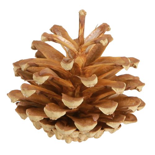 Floristik24 Kiefernzapfen Waldkiefer Pinus sylvestris H3–5cm 1kg