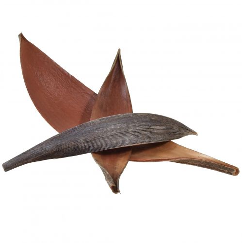 Artikel Kokosschalen Kokosblätter Natur getrocknet 22cm - 42cm 25 St