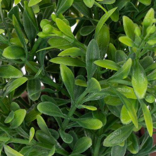 Kunstpflanze im Blumentopf mit realistischer Textur für Innenräume und Dekoration 18cm 3St | Floristik24.de