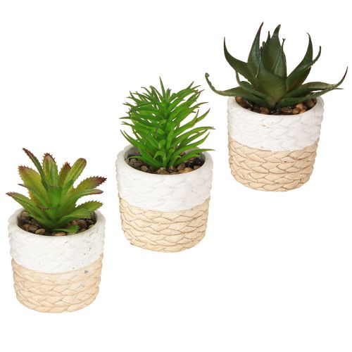 Floristik24 Künstliche Sukkulenten im Keramik Topf 12,5cm 3St