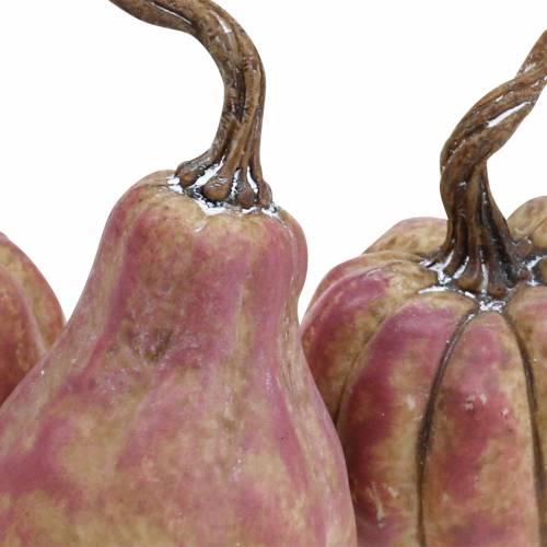 Floristik24 Mini-Kürbis-Set Orange, Flieder Ø6,5–7cm 6 St