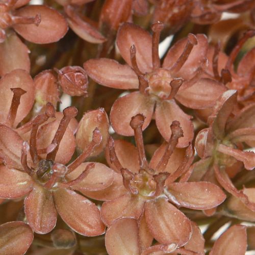 Artikel Kunstzweig Herbstdeko Blütenzweig Braun Rot 45cm 2St