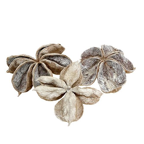 Floristik24 Landlotus Weiß gewaschen 6-12cm 50 St