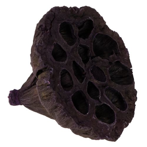 Artikel Lotos Mix Rosa, Erika Ø6cm - Ø10cm 50 St