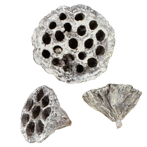 Artikel Lotos Natur Deko Lotuskolben Weiß gewaschen 6-8cm 50 St