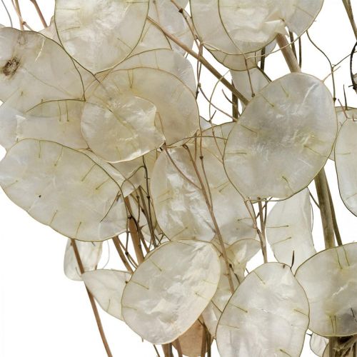 Artikel Lunaria Trockenblumen Mondviole Silberblatt getrocknet 60-80cm 30g