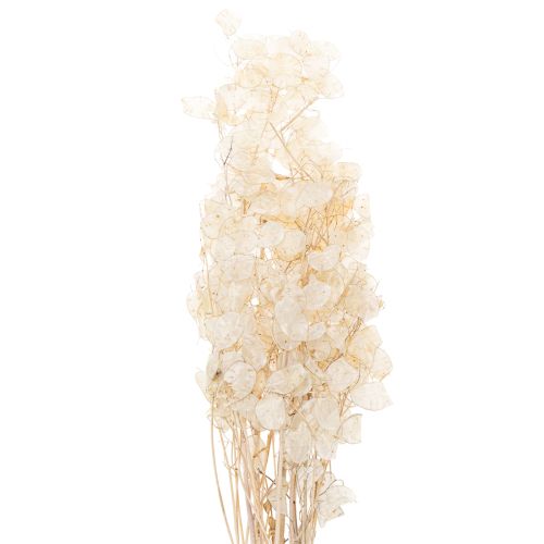 Artikel Lunaria Trockenblumen Mondviole Silberblatt getrocknet 60-80cm 30g