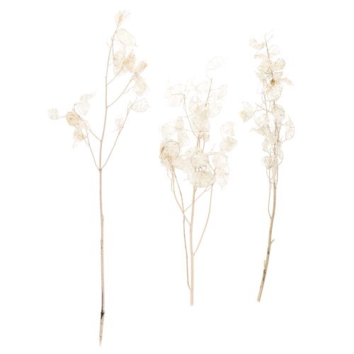 Lunaria Trockenblumen Mondviole Silberblatt getrocknet 60-80cm 30g | Floristik24.de