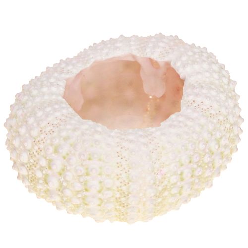 Maritime Deko Seeigel Gehäuse Rosa, Weiß Streudeko 20 St