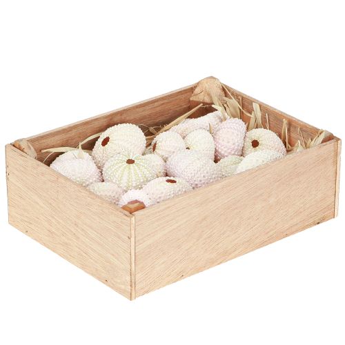 Artikel Maritime Deko Seeigel Gehäuse Rosa, Weiß Streudeko 20 St
