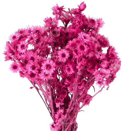 Artikel Mini Strohblume Pink Trockenblumen Felsblume H20cm 15g