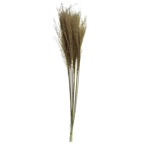 Artikel Miscanthus Chinaschilf Trockengräser Trockendeko 75cm 10 St