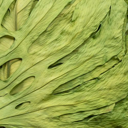 Artikel Monstera Blätter getrocknet Deko Fensterblatt H50cm 5 St