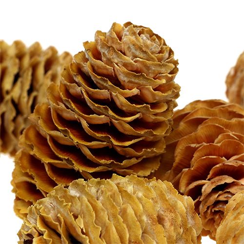 Artikel Sabulosum Zapfen creme 500g