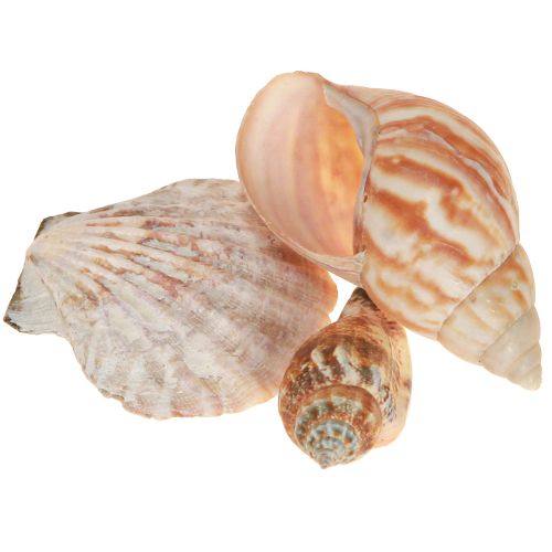 Artikel Muschel Deko Seeschnecke Meerschnecke Natur 350g × 3St