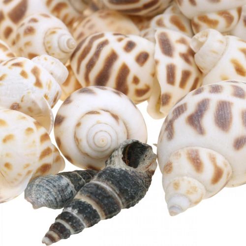 Floristik24 Muschel Dekoration, Deko-Schnecke Mini, Meeresschnecken-Mix L2–4cm 780g