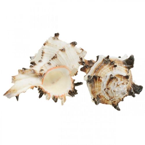 Artikel Deko Schneckenhäuser gestreift, Seeschnecken Naturdeko 1kg