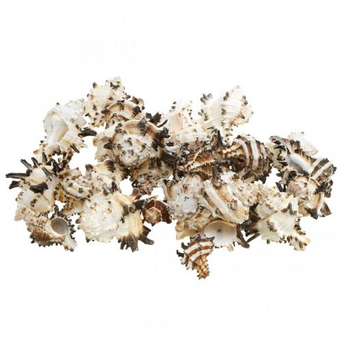 Artikel Deko Schneckenhäuser gestreift, Seeschnecken Naturdeko 1kg
